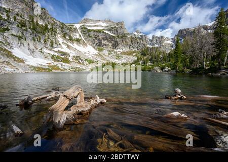 Bois de Javotte le long de la rive du lac de l'amphithéâtre dans les montagnes de Tetons Banque D'Images