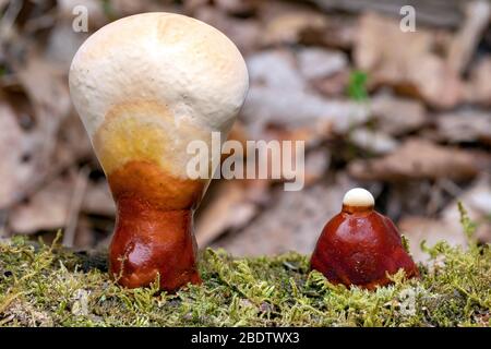 Ganoderma espèces de champignons polypores qui poussent sur le tronc d'arbre tombé - Pisgah National Forest, Brevard, Caroline du Nord, États-Unis Banque D'Images