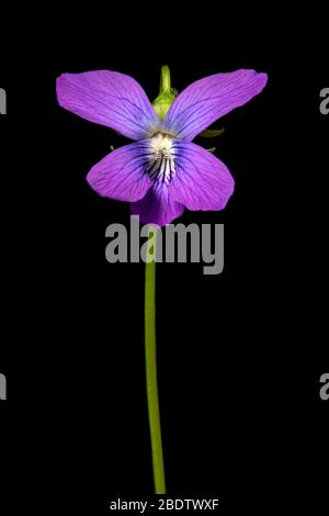 Violette violette isolée sur fond noir - Forêt nationale de Pisgah, près de Brevard, Caroline du Nord, États-Unis Banque D'Images