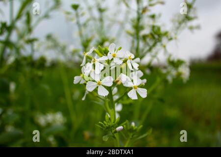 Gros plan des fleurs de radis blanc qui fleurit au printemps, également connues sous le nom de (radis blanc, radis japonais ou racine, raifort chinois, mauvaise herbe blanche, merde Banque D'Images