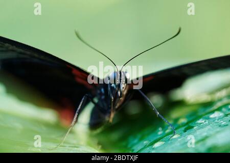 Iphidamas cattleheart ou Transandean cattleheart (Parides iphidamas), papillon assis sur une feuille, Allemagne Banque D'Images