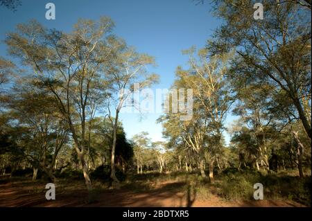 Forêt d'arbres de fièvre jaune, Acacia xanthophloea, parc national Kruger, province de Mpumalanga, Afrique du Sud,Afrique Banque D'Images