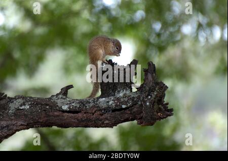 Écureuil terrestre, Xerus inauris, manger sur place, Parc national Kruger, province de Mpumalanga,Afrique du Sud, Afrique Banque D'Images