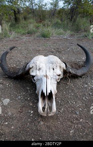 Buffalo africain, Syncerus caffer, crâne, Parc national Kruger, province de Mpumalanga,Afrique du Sud, Afrique Banque D'Images