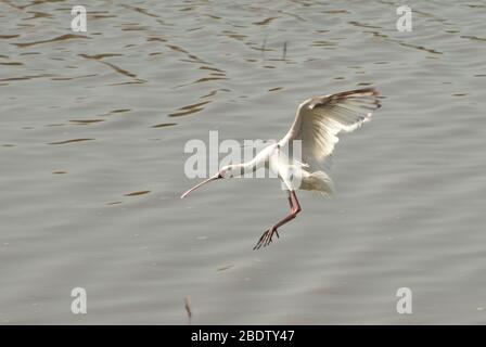 Spoonbill africain, Platalea alba, survolant la rivière, parc national Kruger, province de Mpumalanga,Afrique du Sud, Afrique Banque D'Images