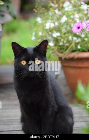 Chat noir avec les yeux orange intense assis et regardant la caméra dans une cour. Chat extérieur avec fleurs en arrière-plan Banque D'Images