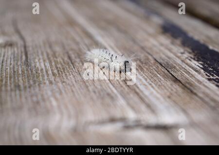 Chenille de la chenille de la chenille de la chenille de la chenille de la chenille de la chenille de la Insecte qui peut causer des réactions allergiques de la peau, des éruptions cutanées, des démangeaisons et de l'enflure. Banque D'Images