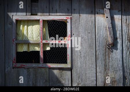 Fenêtre avec rideau jaune fenêtre cadre avec peinture de peinture de peinture de peinture de peinture rouge sur la grange de bois rurale faite de barn de toile de fer ou de la vieille maison dans la pauvreté économie pauvre Banque D'Images