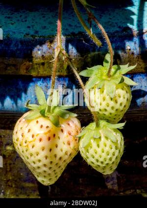 Trois fraises poussent à partir d'un pot en céramique coloré et mûrissent au soleil Banque D'Images