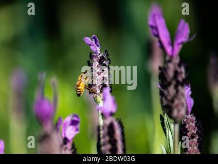 Gros plan sur l'abeille de miel qui recueille le nectar de la fleur de lavande violette Banque D'Images