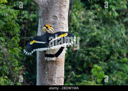 Le mâle adulte Grand Hornbill (Buceros bicornis) alimente la femelle à l'intérieur du nesthole Banque D'Images