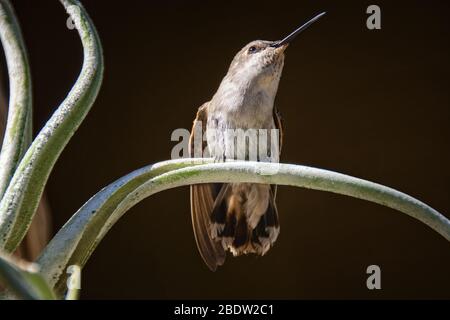 Hummingbird perché sur Aloe isolé sur fond brun foncé Banque D'Images