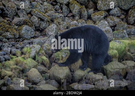 La côte la plus incroyable pour observer les ours noirs près de Tofino au Canada. Ours à la recherche de nourriture pendant la marée basse. Banque D'Images