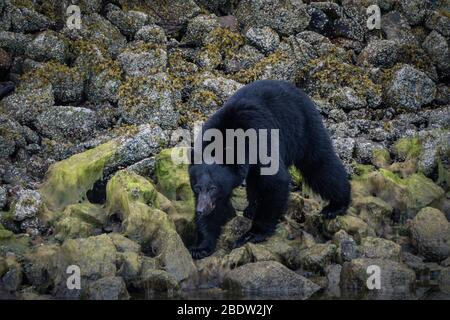 La côte la plus incroyable pour observer les ours noirs près de Tofino au Canada. Ours à la recherche de nourriture pendant la marée basse. Banque D'Images