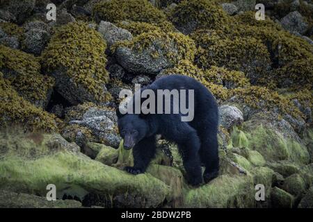 La côte la plus incroyable pour observer les ours noirs près de Tofino au Canada. Ours à la recherche de nourriture pendant la marée basse. Banque D'Images