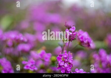 Printemps apporte beaucoup de fleurs en Californie. Banque D'Images