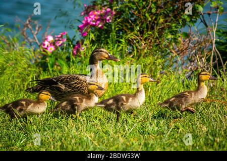 Canard colvert femelle avec quatre Ducklages au bord d'un lac Banque D'Images