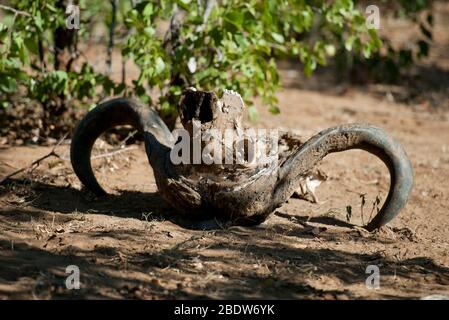 Aftican Buffalo, Syncerus caffer, crâne, parc national Kruger, province de Mpumalanga,Afrique du Sud, Afrique Banque D'Images