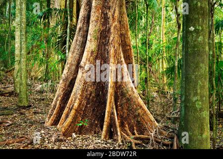 Bien caché Murray Scrub Forest dans le parc national de Toonumbar. Banque D'Images