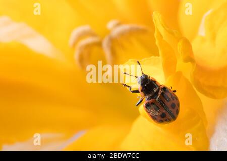 Coccinelle sur la fleur. Coccinelle rouge sur fleur jaune. Faible profondeur de champ, foyer sur l'insecte. Fleur jaune avec coccinelle. Banque D'Images