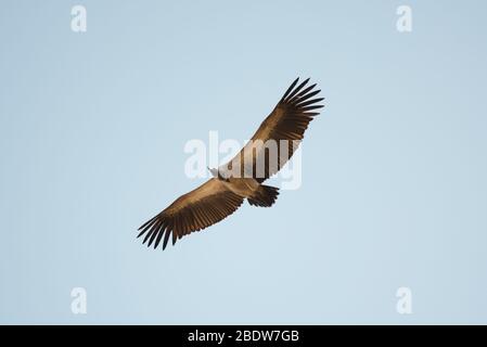 Cap Vulture, Coprotheres des Gyps, en vol, Parc national Kruger, province de Mpumalanga,Afrique du Sud, Afrique Banque D'Images