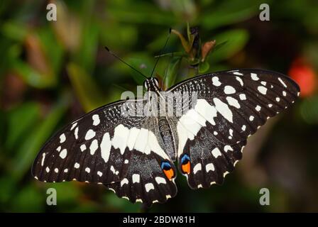Papillon à la chaux - Papilio démolis, beau papillon coloré de prés et de bois asiatiques, Malaisie. Banque D'Images