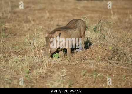 Warthog, Phacochoerus aethiopicus, la recherche de nourriture parmi l'herbe, Parc national Kruger, province de Mpumalanga,Afrique du Sud, Afrique Banque D'Images