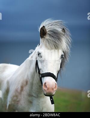 Portrait de cheval islandais blanc avec des yeux bleus près Banque D'Images