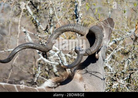 Grand Kudu masculin, Tragelaphus strepsiceros, nourrissage, Parc national Kruger, province de Mpumalanga,Afrique du Sud, Afrique Banque D'Images