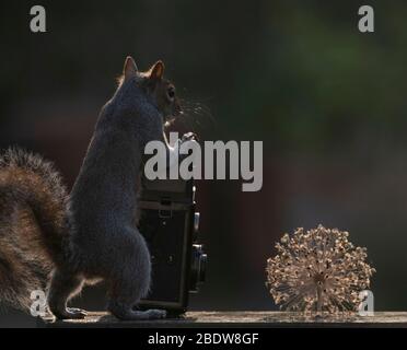 Londres, Royaume-Uni. 10 avril 2020. L'écureuil gris semble prendre le contrôle d'un photoshoot dans un jardin de banlieue, en regardant à travers le viseur d'un appareil photo reflex pointé à sec Allium flowerhead. Crédit: Malcolm Park/Alay Live News. Banque D'Images