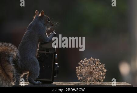 Londres, Royaume-Uni. 10 avril 2020. L'écureuil gris semble prendre le contrôle d'un photoshoot dans un jardin de banlieue, en regardant à travers le viseur d'un appareil photo reflex pointé à sec Allium flowerhead. Crédit: Malcolm Park/Alay Live News. Banque D'Images