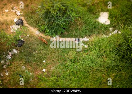Chien errant brun à trois pattes à la recherche de nourriture dans le domaine des ordures éparses; image de vue d'oiseau. Banque D'Images