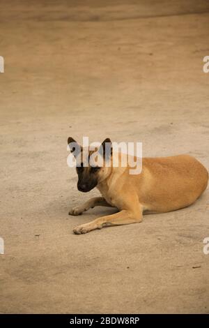 Chien errant marron posé sur le bord de la route, reposant et regardant prudemment la caméra Banque D'Images