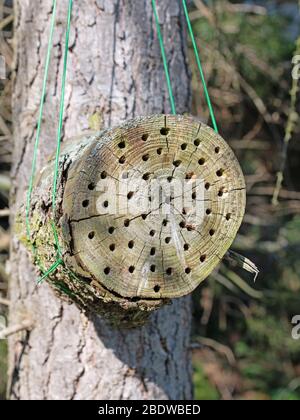 Tranche d'arbre avec trous comme maison d'insectes Banque D'Images