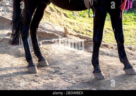 Gros plan sur les pattes brunes de cheval et les sabots Banque D'Images