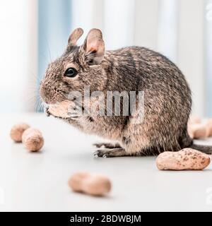 Degu écureuil ou Octodon degus naw arachide debout sur la table blanche Banque D'Images