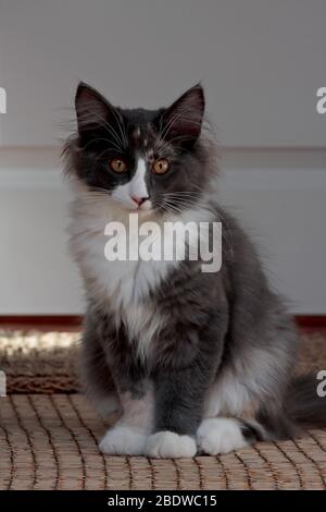 Un petit chat norvégien de forêt douce assis devant une porte blanche Banque D'Images