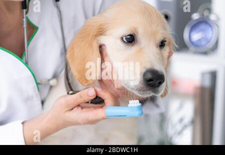 VET nettoyage des dents de chien par brosse de doigt Banque D'Images