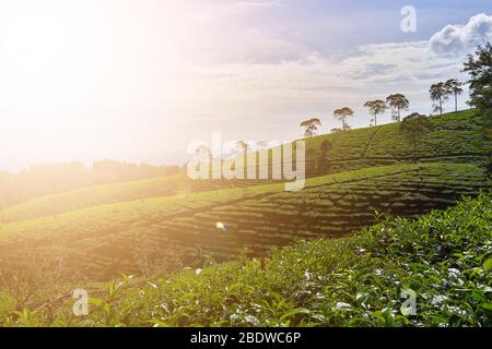 jardin de thé le matin frais, exposé à la lumière du soleil Banque D'Images