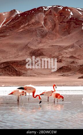 Belle flamants au lagon ensoleillé dans mountanious Banque D'Images