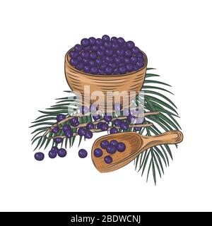 Baies d'Acai dans un bol et une cuillère. Toujours la vie avec des feuilles et des branches d'acai. Illustration de Vecteur