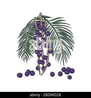 Baies d'Acai isolées sur fond blanc. Illustration de Vecteur