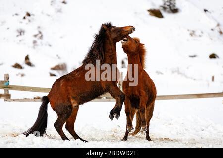 Chevaux islandais (Equus ferus cavallus) luttant ou jouant dans la neige à reynisfjara, Islande Banque D'Images