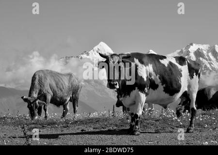 Vaches dépâturage sur pré alpin. Les hautes montagnes couvertes de neige sont en arrière-plan. Banque D'Images