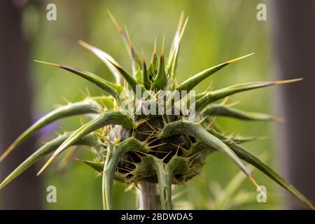 Gros plan de Silybum marianum, fond vert flou Banque D'Images