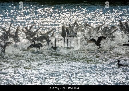 Un grand troupeau surpris de canards prend son envol dans un jet d'eau, lac de Vistonida, Porto Lagos, région de Xanthi, dans le nord de la Grèce. Une nature étonnante en action, un foyer sélectif peu profond de silhouettes d'oiseaux Banque D'Images