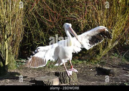 Pelican flair ses ailes à Birdworld Surrey Banque D'Images