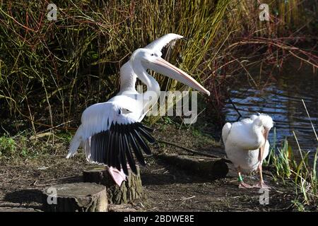 Pélicans, dont l'un a fait flopper ses ailes à Birdworld Surrey, Royaume-Uni Banque D'Images