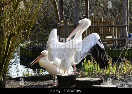 Pélicans, dont l'un a fait flopper ses ailes à Birdworld Surrey, Royaume-Uni Banque D'Images