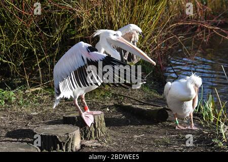 Pélicans, dont l'un a fait flopper ses ailes à Birdworld Surrey, Royaume-Uni Banque D'Images